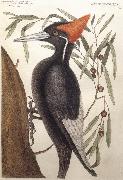 Catesby Mark Largest White Billed Woodpecker china oil painting reproduction